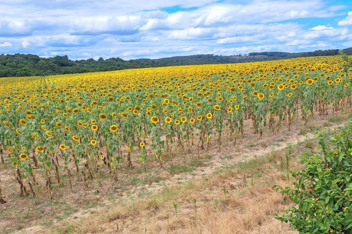 Les Glycines Villa Saint-Pierre-de-Buzet Buitenkant foto